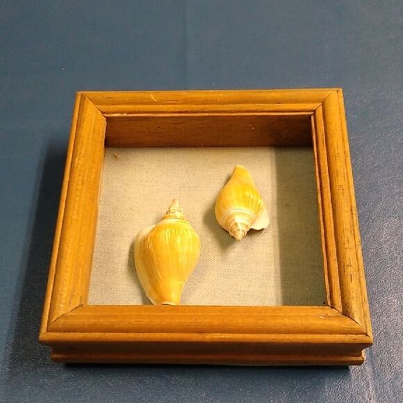 Seashell Shadow Framed Box Handmade Blue Jean fabric Backing Beach Seashore - Picture 1 of 6